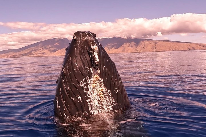 a body of water with a mountain in the background