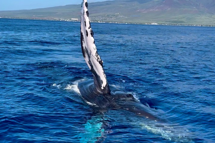 a bird flying over a body of water