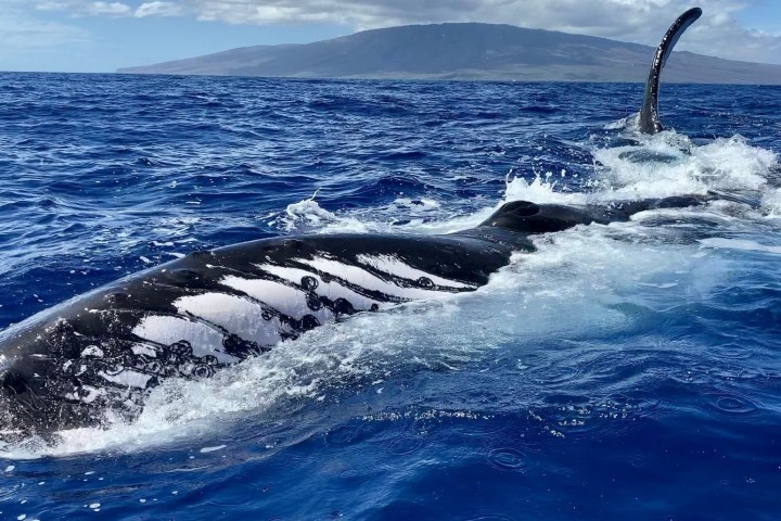 a whale jumping out of the water